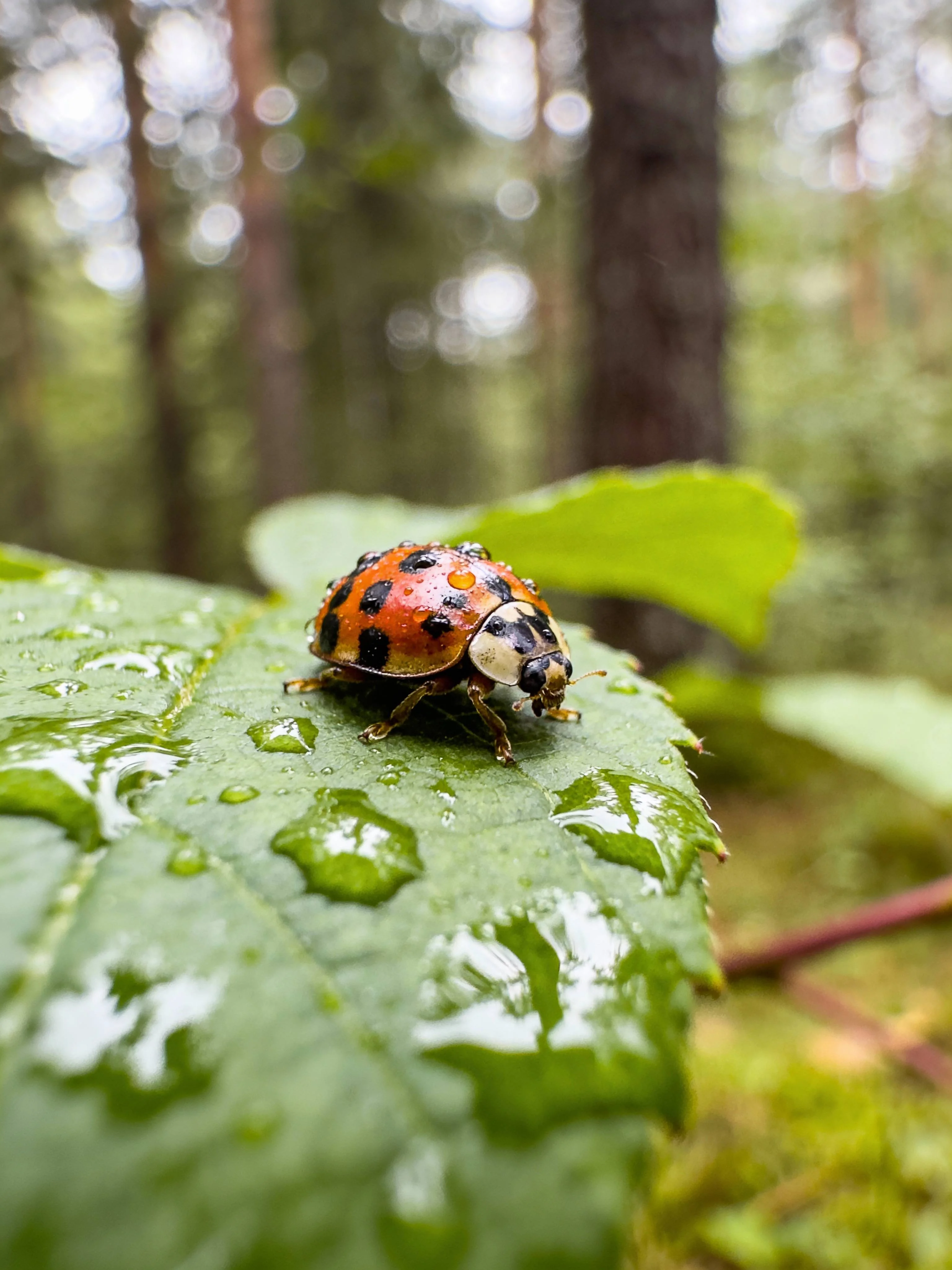 Cinematic 4K Ultra HD Quality