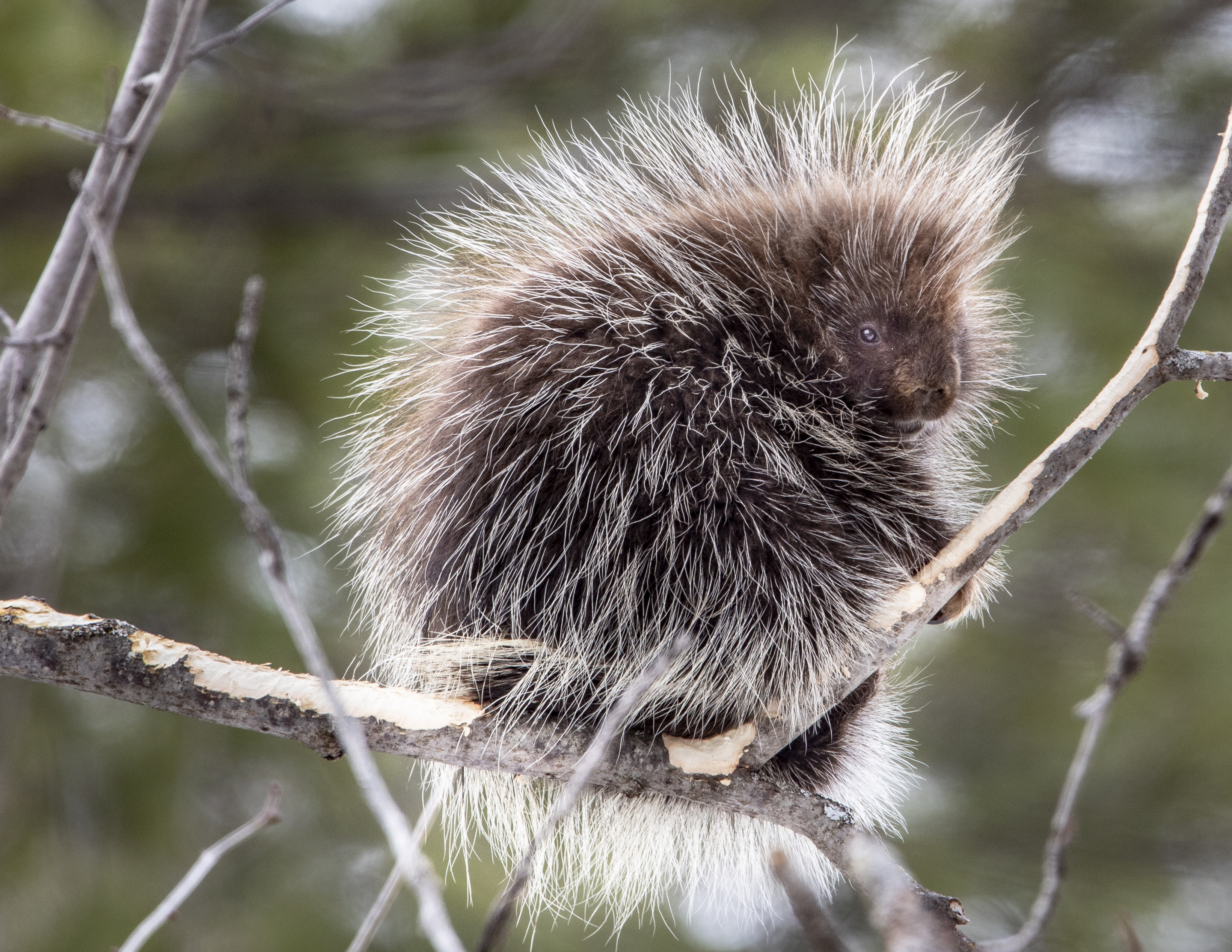 Reference image 1 for VEO_3_1 generation