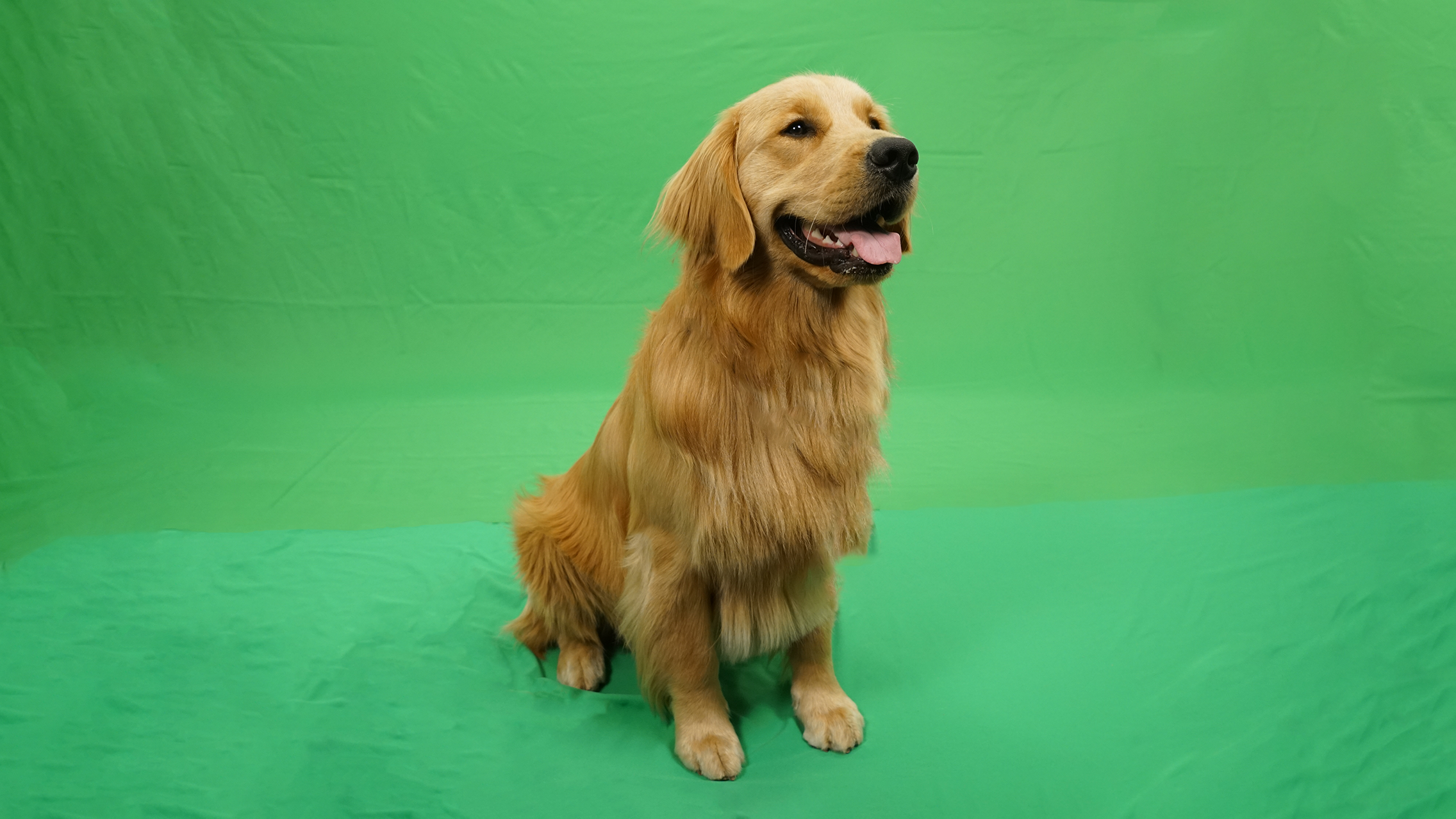 Reference image 1 for VEO_3_1 generation