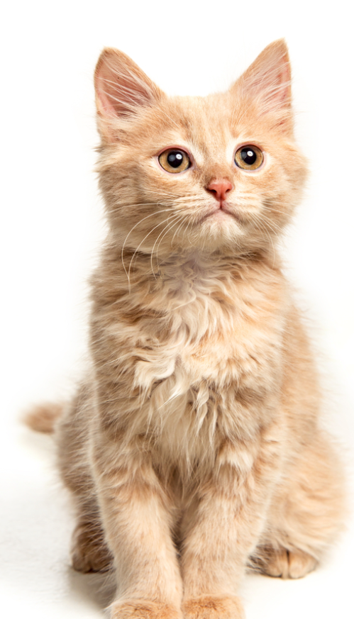 Reference image 1 for WERYAI_VIDEO_1_0 generation