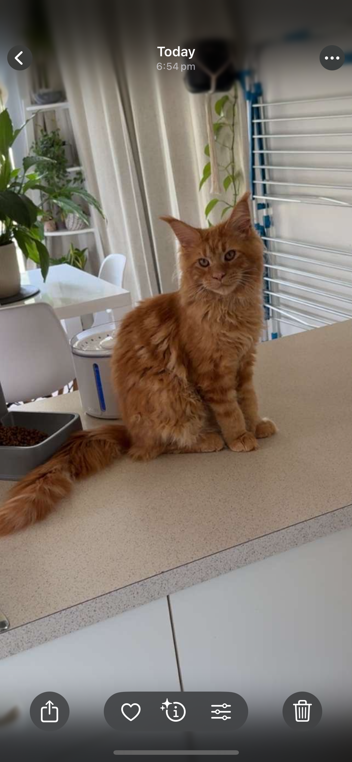 Reference image 1 for PIKA_2_2 generation