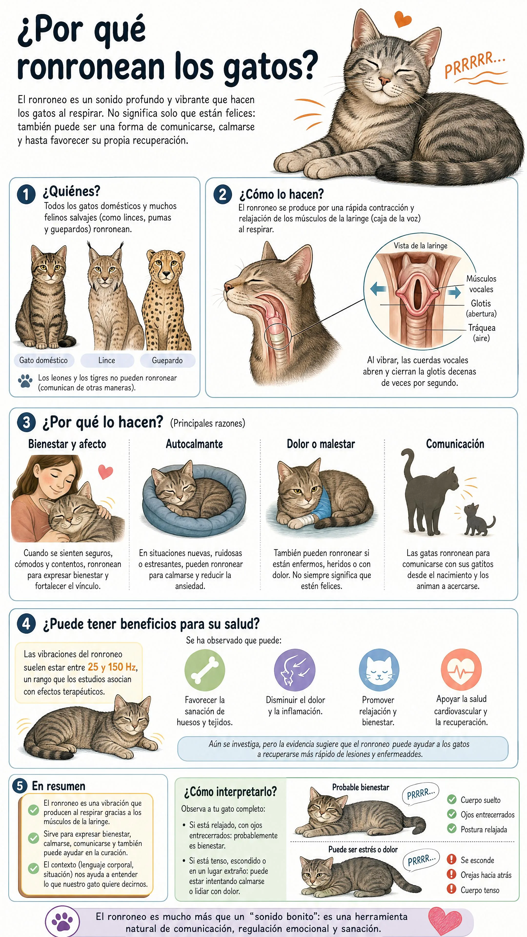 ¿Por qué ronronean los gatos?
