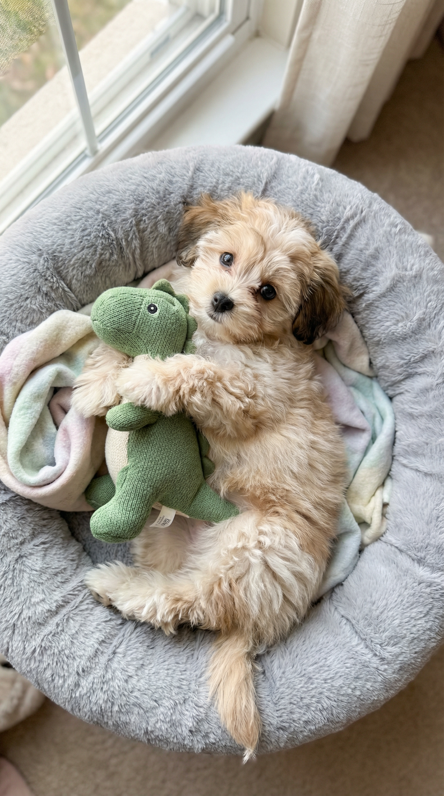 AI generated image using NANO_BANANA_PRO: Ultra-cute small fluffy puppy lying on its back in a soft gray plush dog bed, hu...