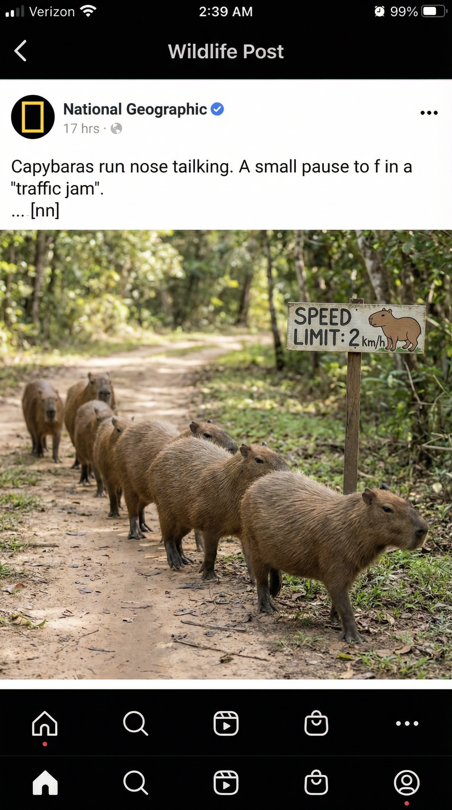 AI generated image using NANO_BANANA_PRO: A group of realistic capybaras walking slowly in a line on a dirt or forest path...